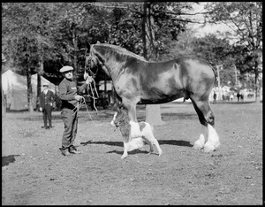 Largest and smallest horse in the world