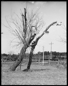 Birdhouses