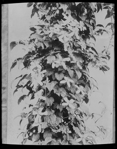 Pinus strobus Massachusetts, Jamaica Plain, Arnold Arboretum