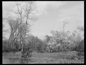Magnolia denudata Massachusetts, Brookline