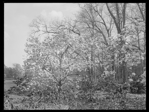 Magnolia soulangeana Massachusetts, Brookline