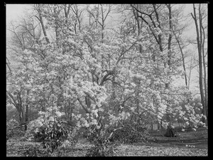 Magnolia denudata Massachusetts, Brookline