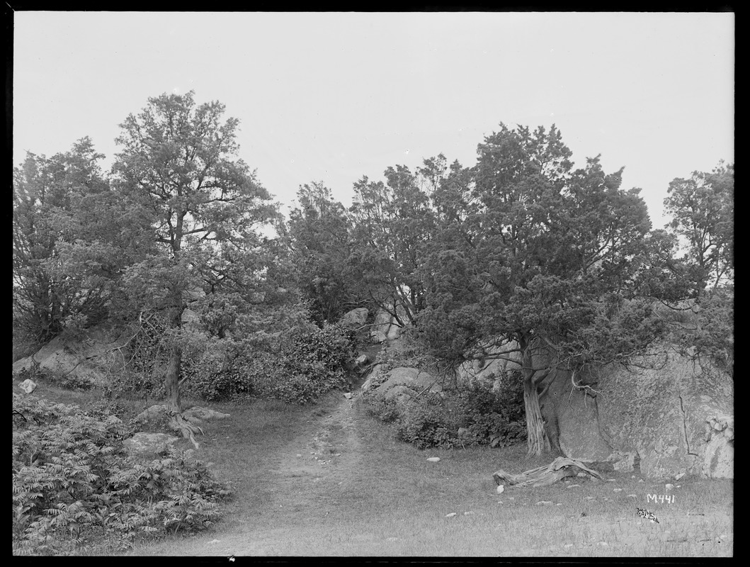 Juniperus virginiana Massachusetts, Minots on South Shore