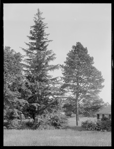 Pinus nigra austriaca and picea abies Massachusetts, Hanover