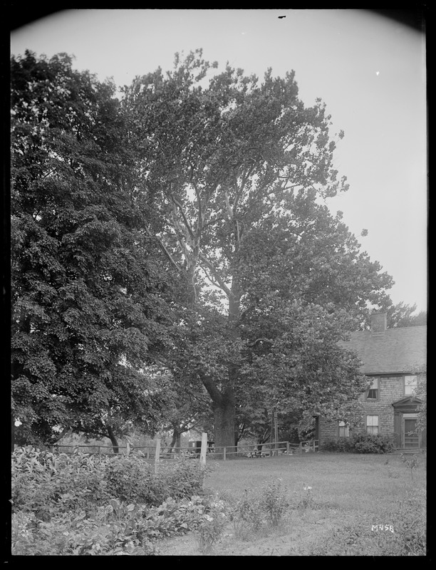 Platanus occidentalis Massachusetts, Still River