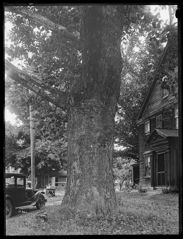 Platanus occidentalis Massachusetts, Still River