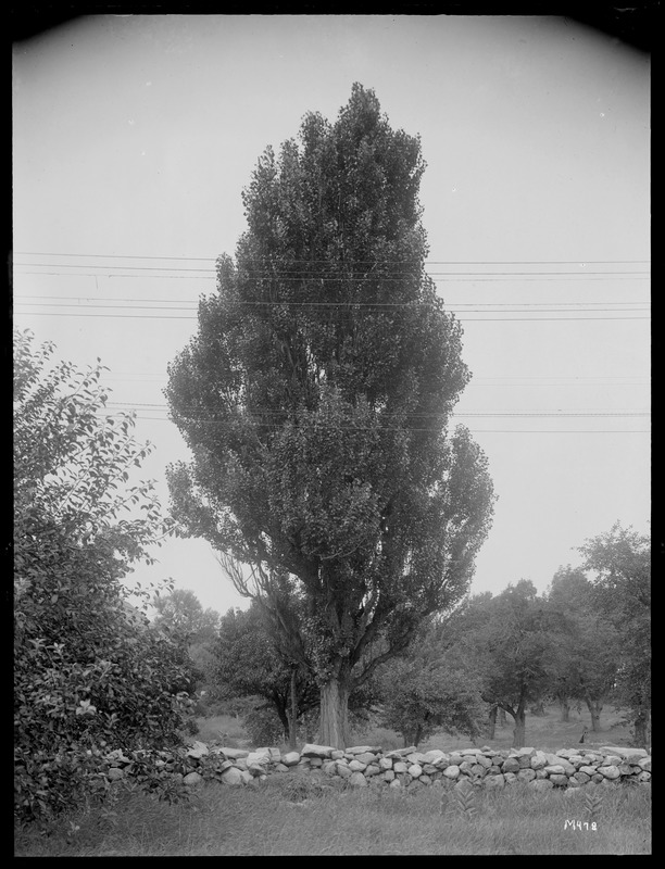 Populus nigra italica Massachusetts, South Framingham