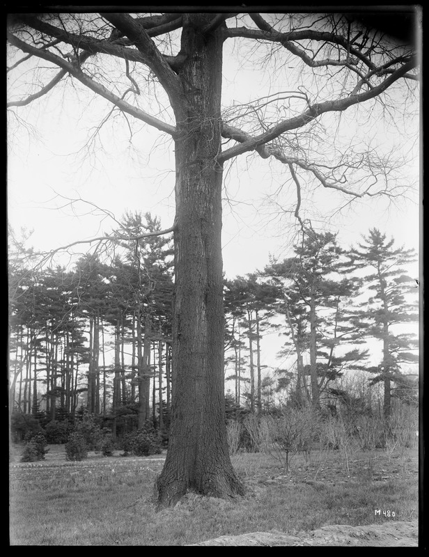 Quercus palustris Massachusetts, Milton