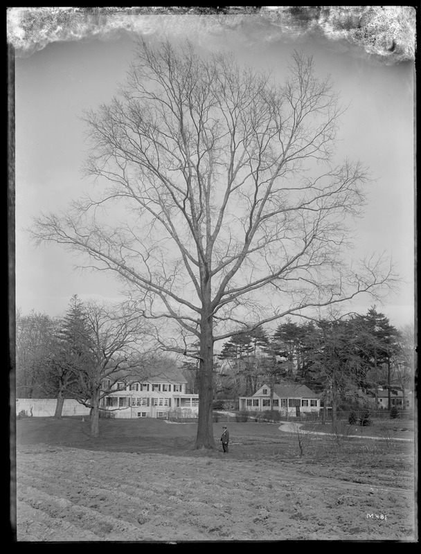 Quercus palustris Massachusetts, Milton