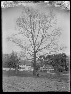 Quercus palustris Massachusetts, Milton