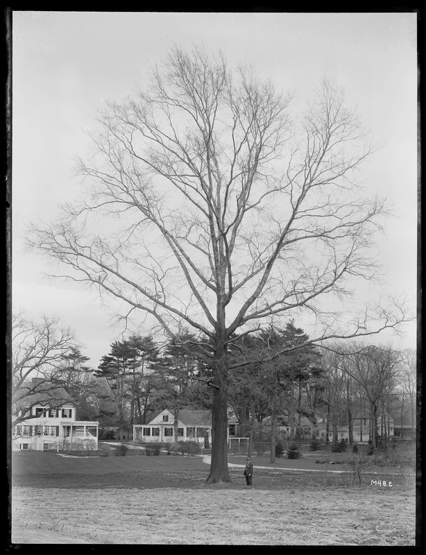 Quercus palustris Massachusetts, Milton