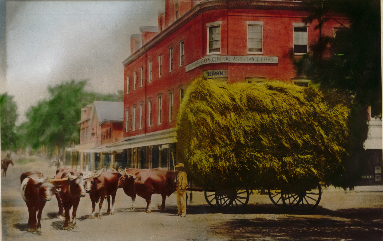 John J. Murphy driving a hay wagon through Lawrence, Mass.