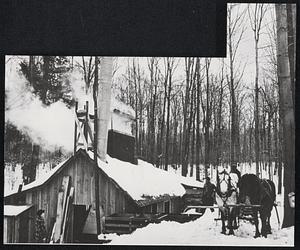 Sap on Tap in the Sugar Bush--It's Maple Syrup Time Again in Vermont. The Harvest is a Little Skimpier Than Usual But Just as Sweet. The Fresh Sap Flows Into Feeder Tanks in the Sugar House Where It Is Evaporated Into Syrup.