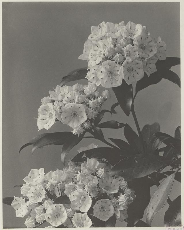 86. Kalmia latifolia, mountain laurel, spoon-wood, calico-bush