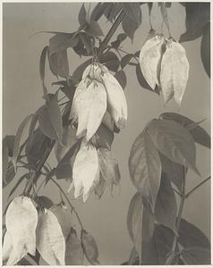 312. Staphylea trifolia, American bladder nut