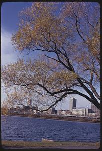 A tree in foreground, the Charles River and Cambridge in background