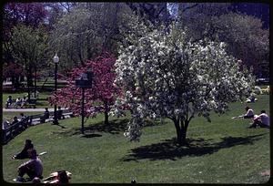 Flowering trees in a park