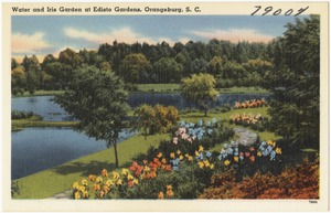 Water and Iris Garden at Edisto Gardens, Orangeburg, S. C.