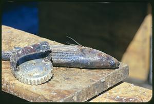 Fish with scale remover