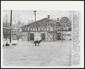 Walking on Water?--The dog in this picture appears to be walking on water, but he actually is standing atop a submerged automobile. The picture, taken by Billy Thompson, assistant sports editor of The Lexington Herald, illustrates the depth of the water in this flood-stricken Northern Kentucky community.