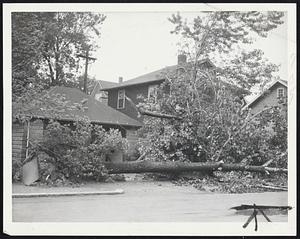 How to Save Gasoline-Rationing officials might be pleased, and they would be the only ones, at the way this storm-felled tree has blocked egress from a garage on Emerald street, Malden, near the Fellsway.