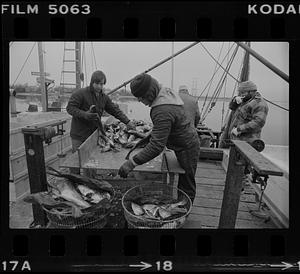 Fishermen sorting fish