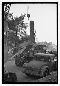 Tree removal