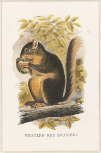 Western red squirrel