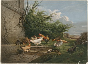 The poultry yard