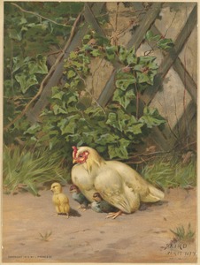 White hen with three chcks