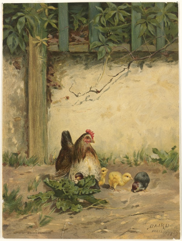 Hen with four chicks