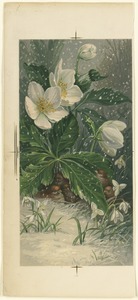 Birds beneath white flowers in winter