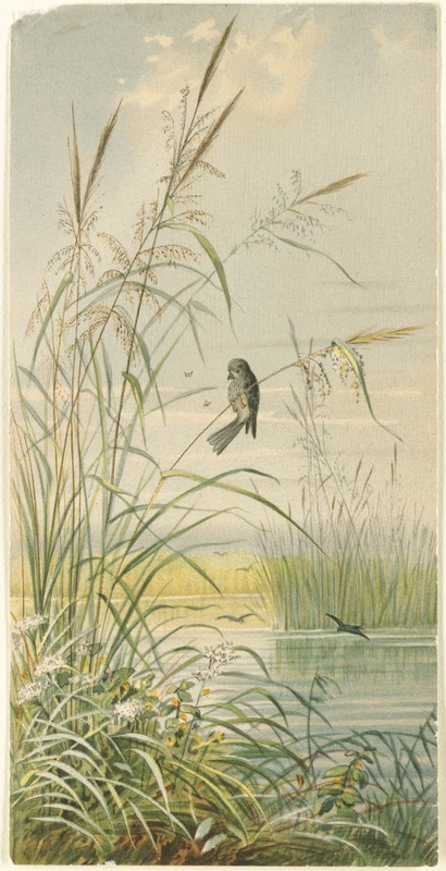 Among the reeds