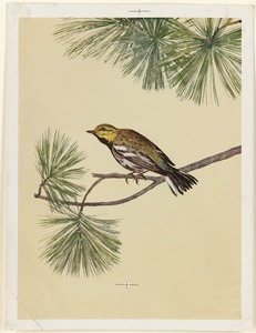 Yellow bird on evergreen branch