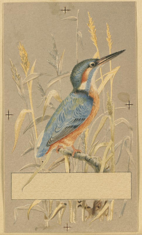 Kingfisher among reeds