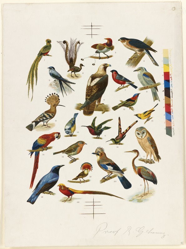 22 species of birds
