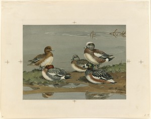 Five ducks on a bank