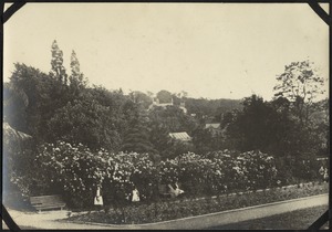 Rhododendrons in Girls' Gardens, The Royal Normal College for the Blind, England