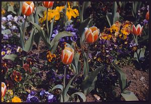 Flower bed with tulips and pansies