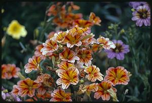 Painted tongue flowers