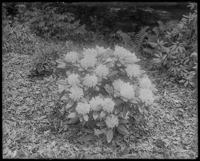 Rhododendron