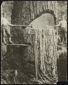 Two lumberjacks with large tree