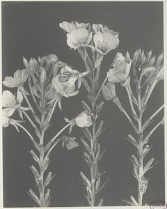 223. Oenothera biennis, evening primrose