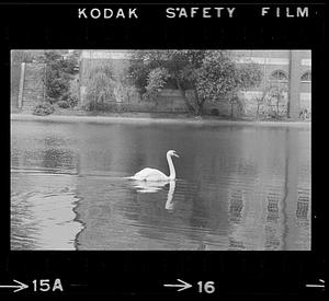 Swan at Bartlett Mall