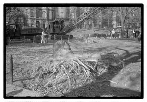 Tree removal