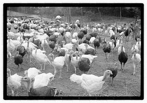 Turkey farm