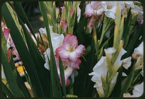 Gladioluses, market