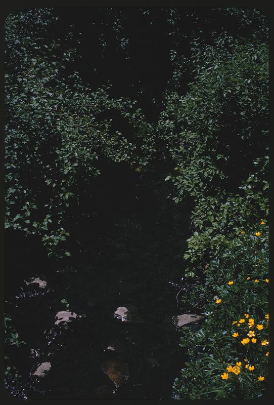 Leaves with yellow flowers, Arnold Arboretum, Boston