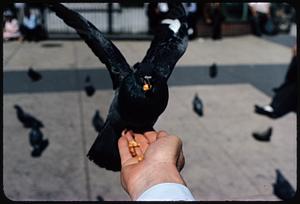 Pigeon with food in its mouth perched on person's hand, Boston Common