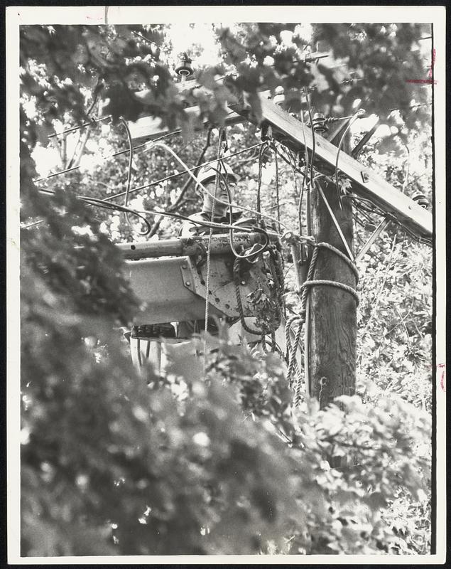 Foliage Maze entangled with electric wires is attended to by Jim Westgate of Middleboro as he works to restore power in the town of Easton.